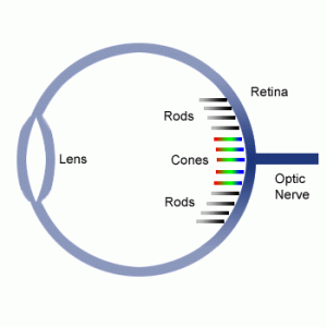 rods and cones - Laundry