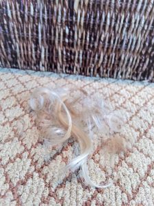Hair Clippings - carpe diem