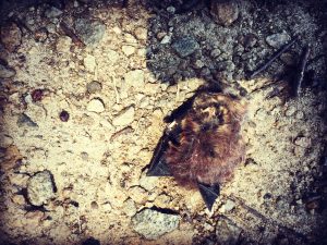 Expired Bat