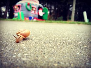 snail - time