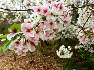 Japanese Cherry Blossoms - clouds