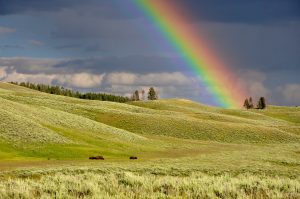 rainbow - leprechauns
