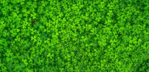 shamrocks - leprechauns