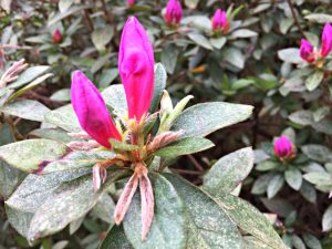 azalea bloom - clouds