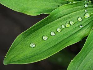 leaf and water drops - Laundry