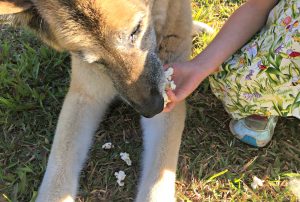 Popcorn Treat - Bella