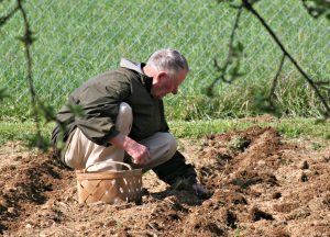 Planting Potatoes - time