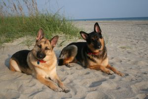 Bella and Zeppelin - time