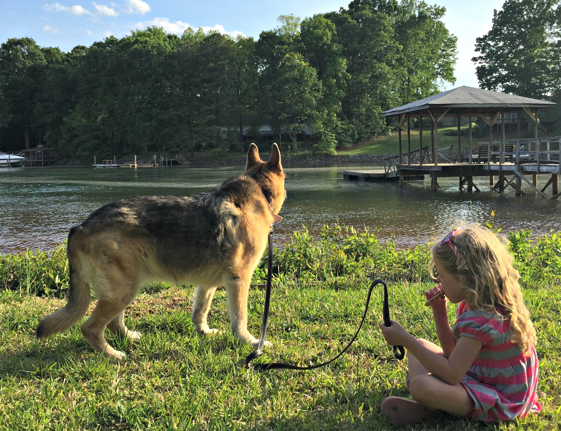 Time Takes its Toll on a Dog