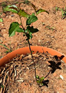 Apple Tree Sapling - baseball