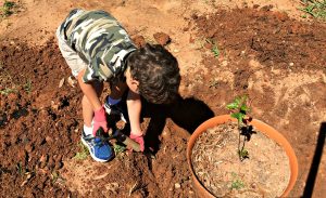 Planting Our Baby Tree - baseball