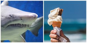 shark and ice cream - lunch