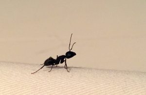 Carpenter Ant