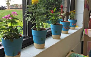 Mother's Day potted plants