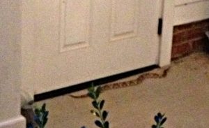 Copperhead in my breezeway - snakes