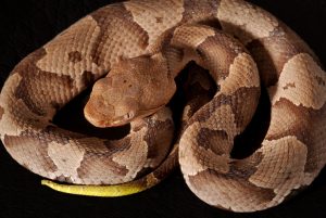 Copperhead snakes