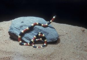 Coral Snakes