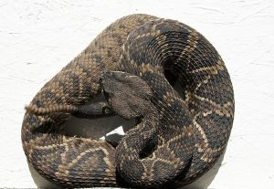 Rattle Snakes