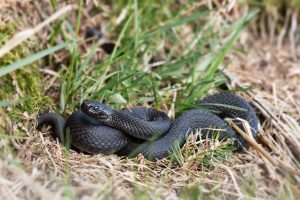 Black snake - snakes