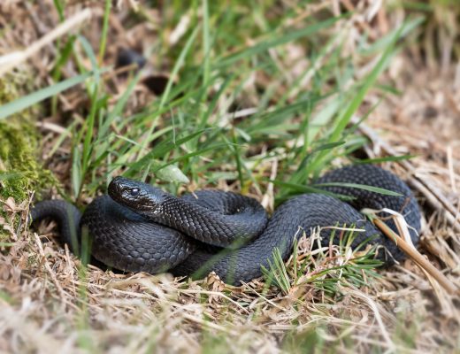 Black Snake - snakes