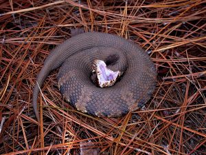 Water Moccasin Snakes