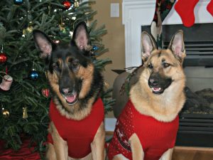 Christmas Pic - Neighbor