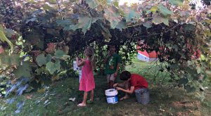 Grapevine Fort - game