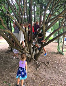 Climbing Trees - Day