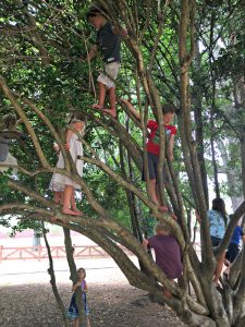 Climbing Trees - Day