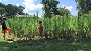 Garden Weeds - game
