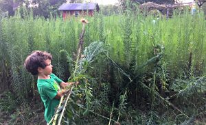 More Weeds - game