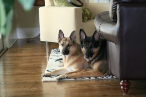 Bella and Zeppelin - Neighbor
