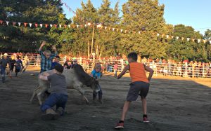 Bull chase Rodeo