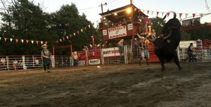 Bucking Bull at the Rodeo