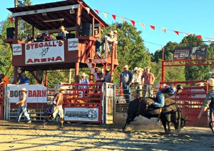 Bull Riding at the Rodeo