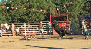Bucked off at the rodeo