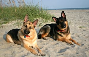 Bella and Zeppelin - ear