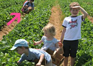 Stawberry Picking - Mistaken Identity - Doll