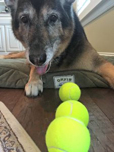 Zeppelin's Obsession